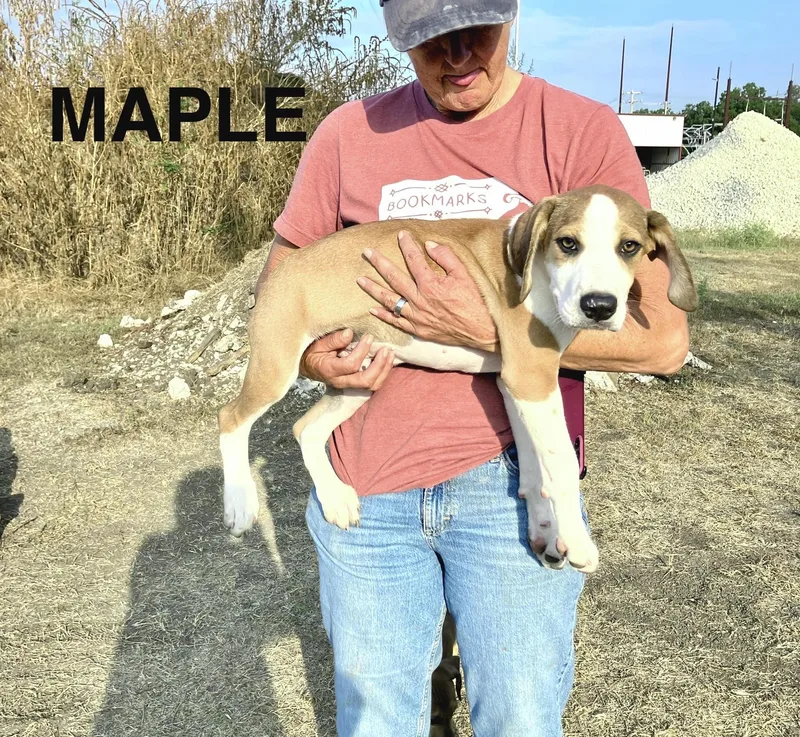 A baby medium-sized male Hound dog named PLAYFUL PUPPIESHound mixChestnut  for adoption in Stephenville, TX