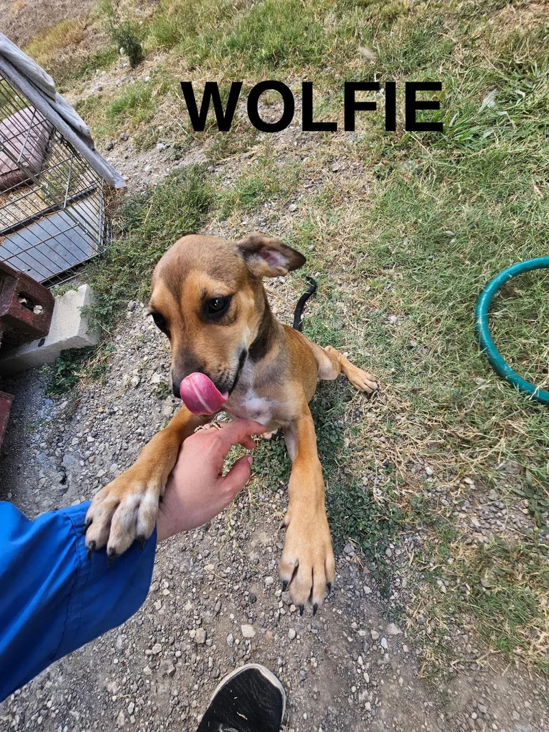 PLAYFUL PUPPIESHound mixChestnut  thumbnail 2