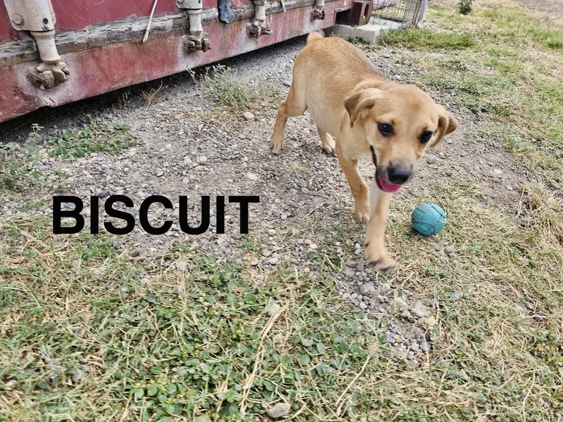 PLAYFUL PUPPIESHound mixChestnut  thumbnail 3