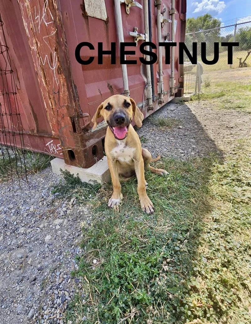 PLAYFUL PUPPIESHound mixChestnut  thumbnail 4