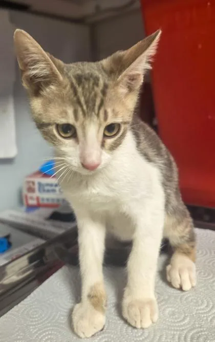 A baby small-sized male Domestic Short Hair cat named Luke Skywalker for adoption in Fresno, CA