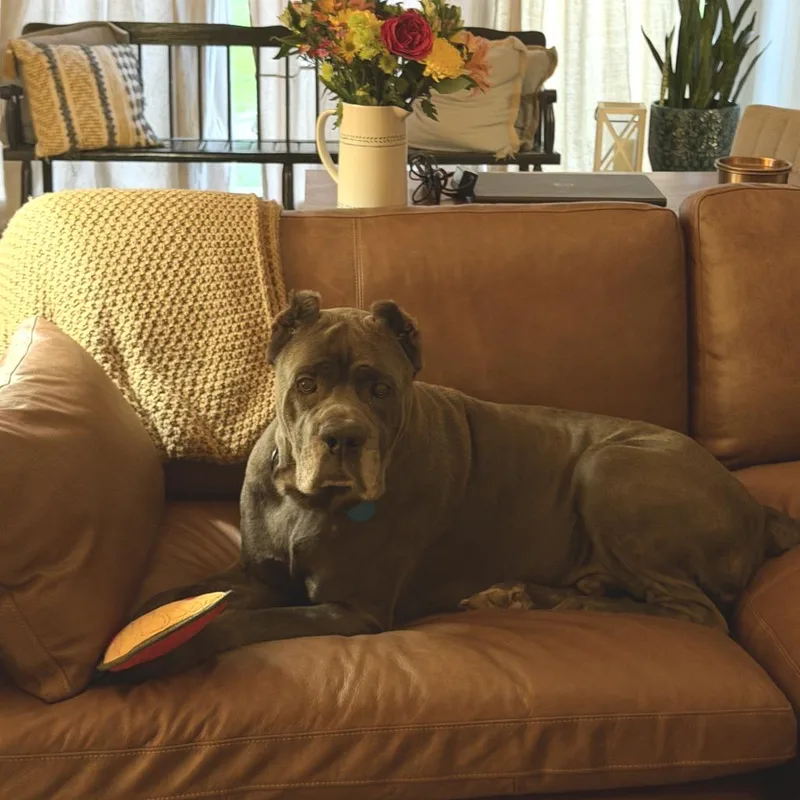 An adult extra large-sized male Brown / Chocolate Cane Corso dog named Big Daddy for adoption in Bessemer, AL