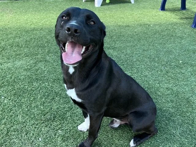 A young large-sized male Mixed Breed dog named Dale for adoption in Dallas, TX