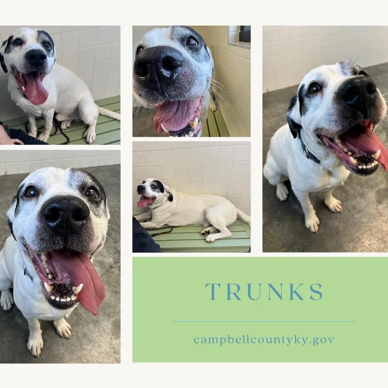 Trunks thumbnail 5