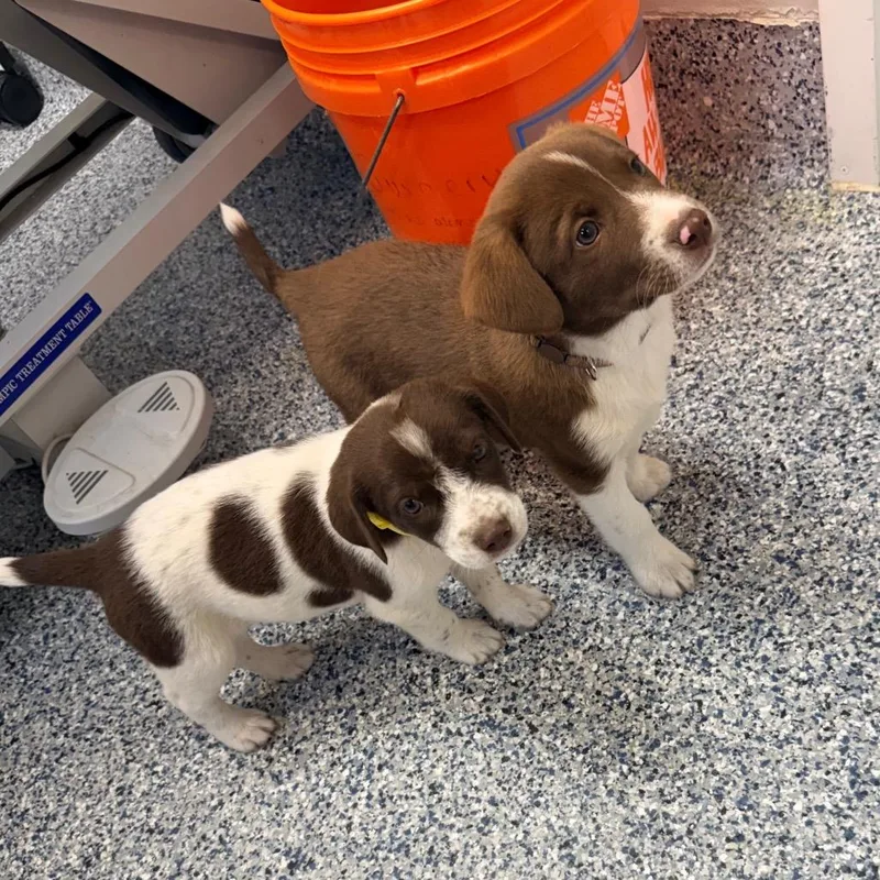 A baby small-sized male Brown / Chocolate Shepherd dog named Summit for adoption in Great Falls, MT