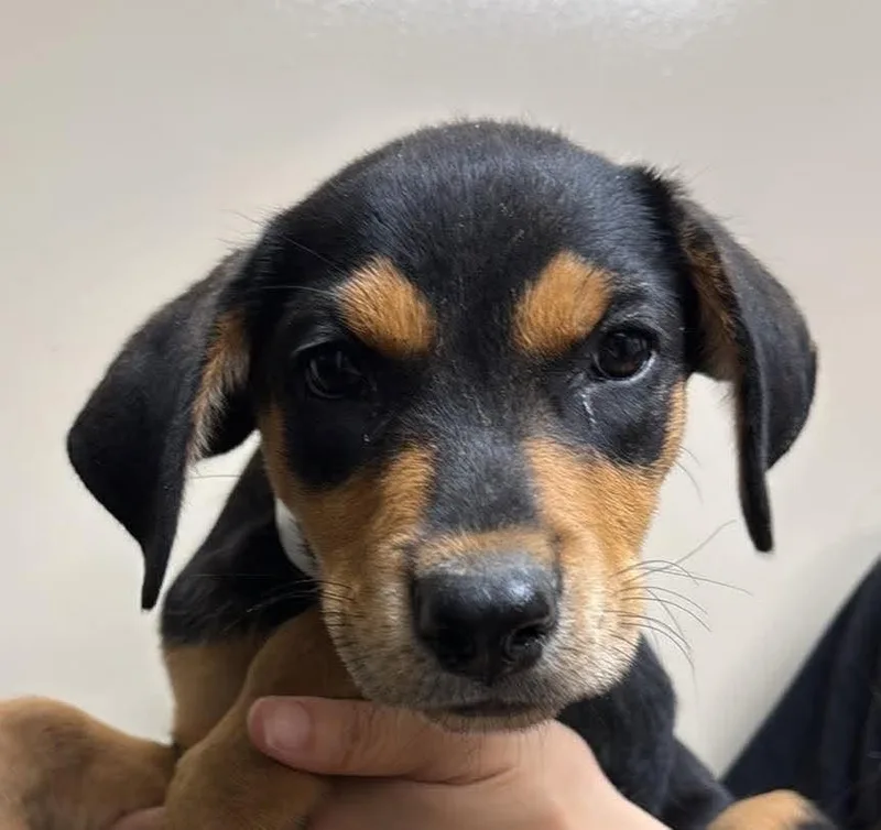Found stray: Blossom