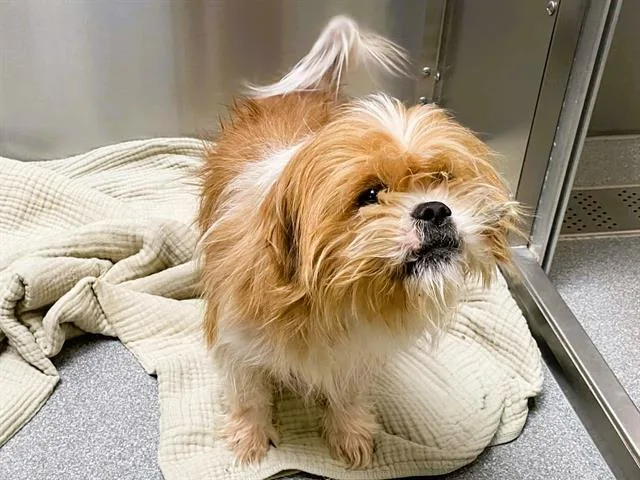 An adult small-sized male Lhasa Apso dog named Obi Wan for adoption in Tustin, CA