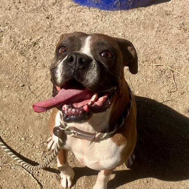 An adult large-sized male Boxer dog named Louie for adoption in Vancouver, WA