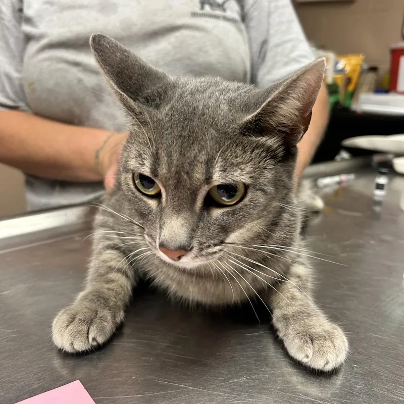 An adult medium-sized female Gray / Blue / Silver Domestic Short Hair cat named Cassie for adoption in Newport, NC