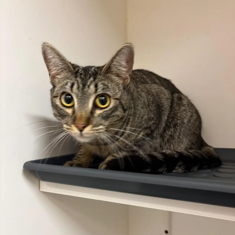 Dallas City Of Industry