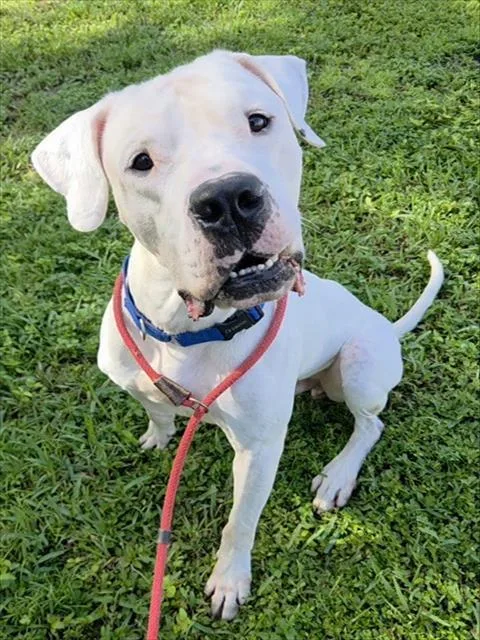 An adult large-sized male Dogo Argentino dog named Tim for adoption in Fort Lauderdale, FL