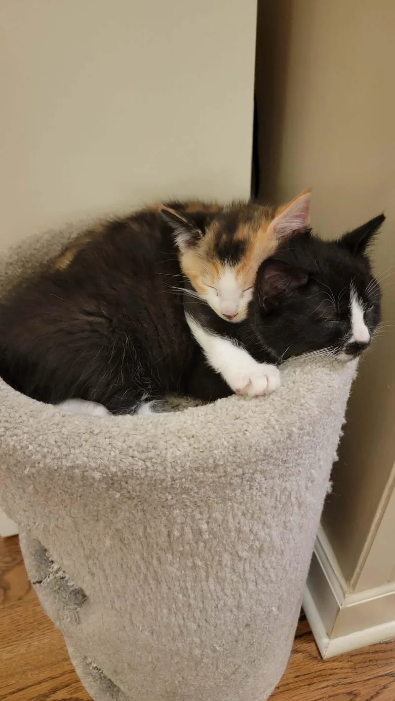 A baby medium-sized female Calico cat named Samson & Delilah for adoption in Brierfield, AL