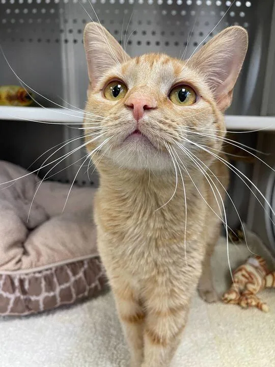 An adult medium-sized male Domestic Short Hair cat named Tim for adoption in Jackson, MI