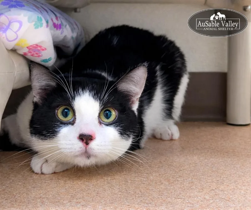 An adult medium-sized male Black & White / Tuxedo Domestic Short Hair cat named Ross Butler for adoption in Grayling, MI