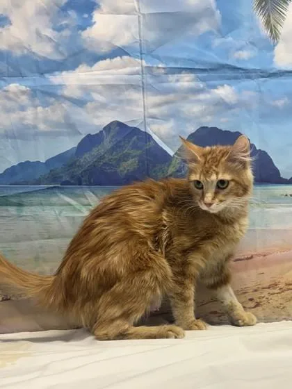 Naranja