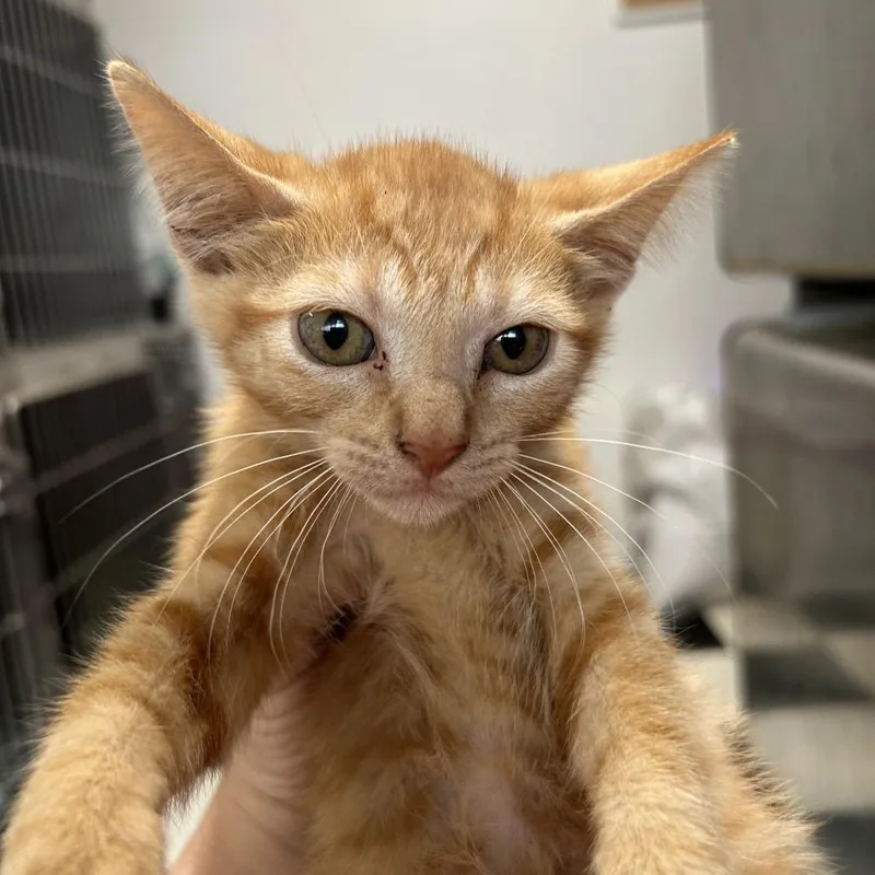 A baby small-sized male Orange / Red Domestic Short Hair cat named Oj for adoption in Leander, TX