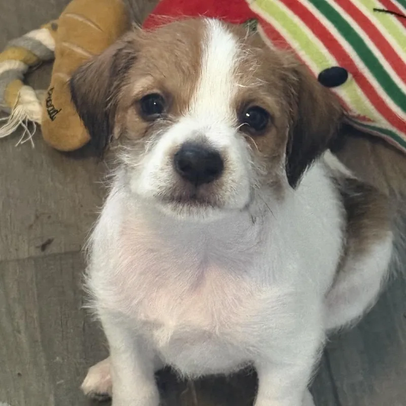 Valentines Day Litter :