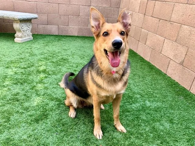 A young medium-sized female Black Shepherd dog named SAVE ME PLEASE Phoebe for adoption in San Marcos, CA