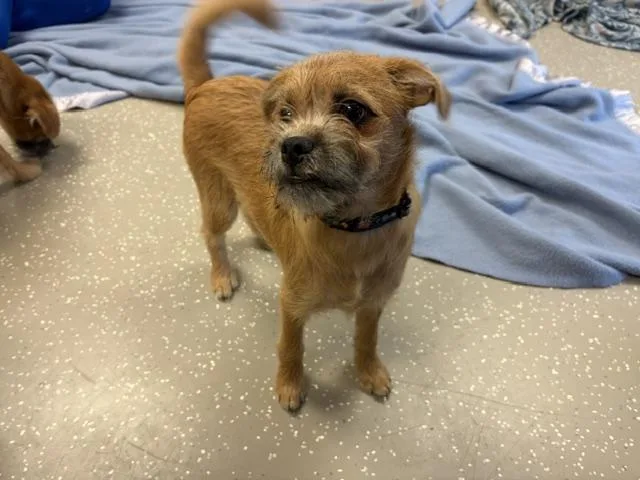 A baby small-sized male Cairn Terrier dog named Onion Ring for adoption in Fort Wayne, IN