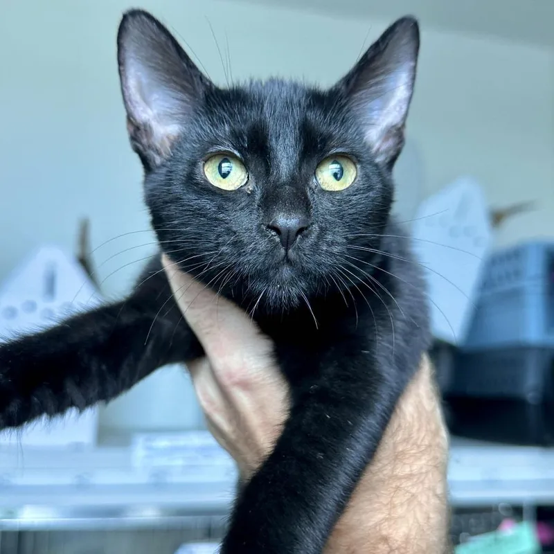 A baby small-sized female Black Domestic Short Hair cat named Cinnamon for adoption in Matteson, IL