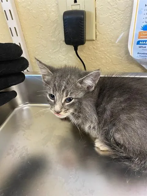 A baby small-sized male Domestic Short Hair cat named Jordan for adoption in Fort Myers, FL
