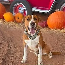 An adult medium-sized male Brown / Chocolate Pit Bull Terrier dog named Kyle for adoption in Weatherford, TX