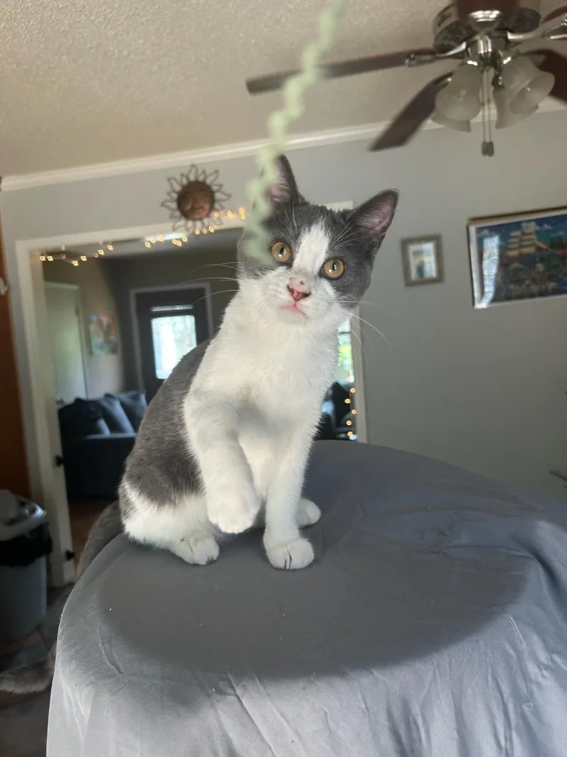 A baby medium-sized female Gray & White Domestic Medium Hair cat named Diamond for adoption in Calera, AL