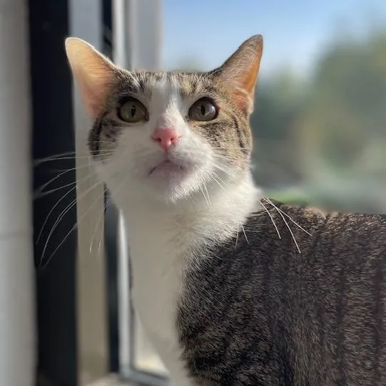 A young medium-sized female Tabby (Brown / Chocolate) Domestic Short Hair cat named Cosmo for adoption in Stafford, VA