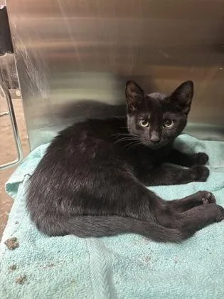 A baby medium-sized female Domestic Short Hair cat named Jellybean for adoption in Independence, MO