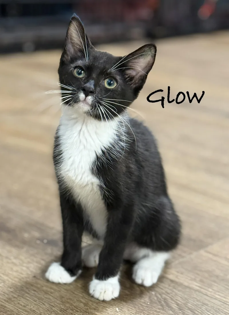 A baby medium-sized female Black & White / Tuxedo Domestic Short Hair cat named Glow for adoption in Pawleys Island, SC
