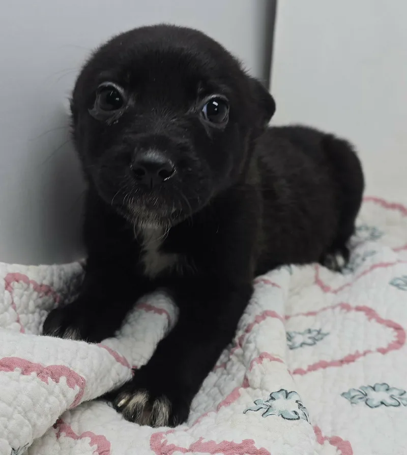 A baby medium-sized female Black Australian Kelpie dog named Go Gin Go for adoption in New York, NY