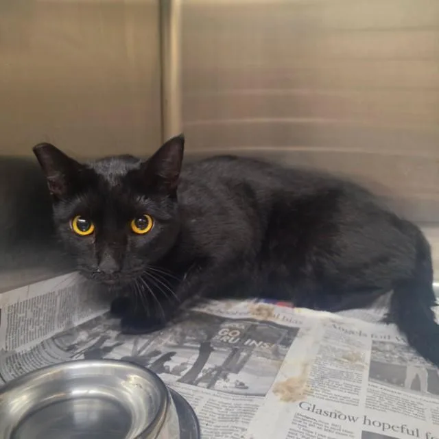 An adult medium-sized female Domestic Short Hair cat named Mudflap for adoption in Los Angeles, CA