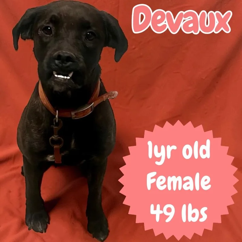Devaux thumbnail 2