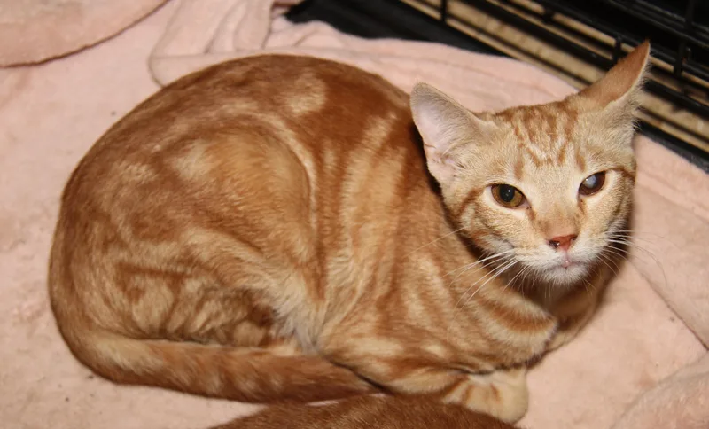 Honey Mustard thumbnail 2