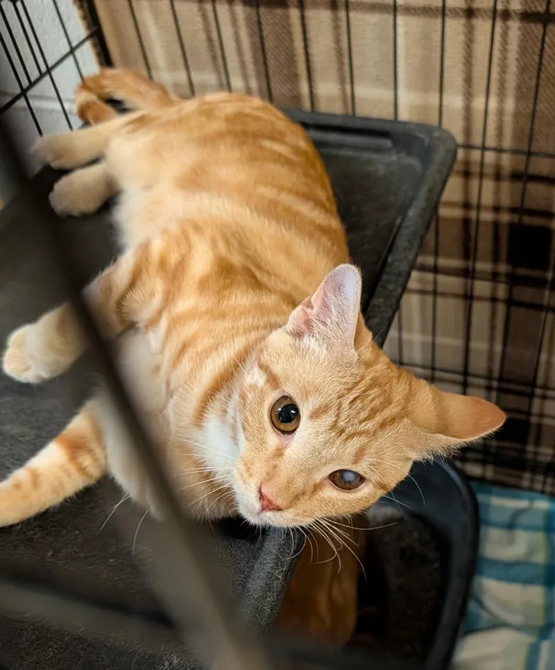 Honey Mustard thumbnail 3