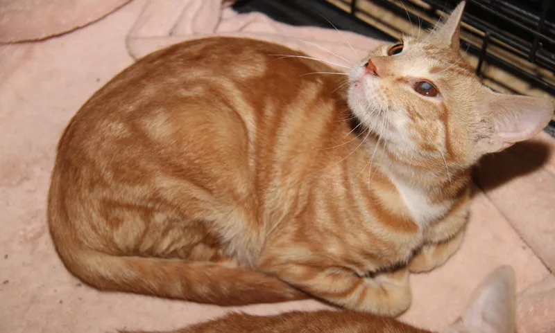 Honey Mustard thumbnail 4