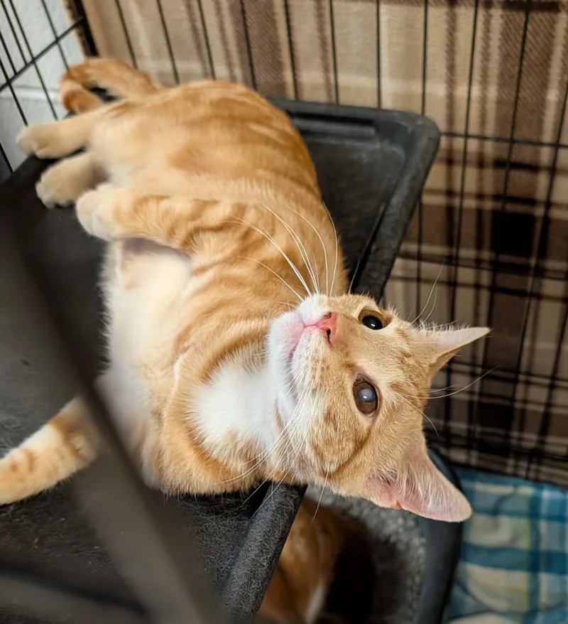 Honey Mustard thumbnail 5