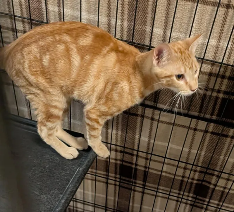 Honey Mustard thumbnail 6