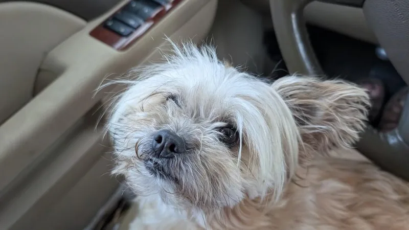 An adult small-sized female Shih Tzu dog named Brynne for adoption in Dallas, TX