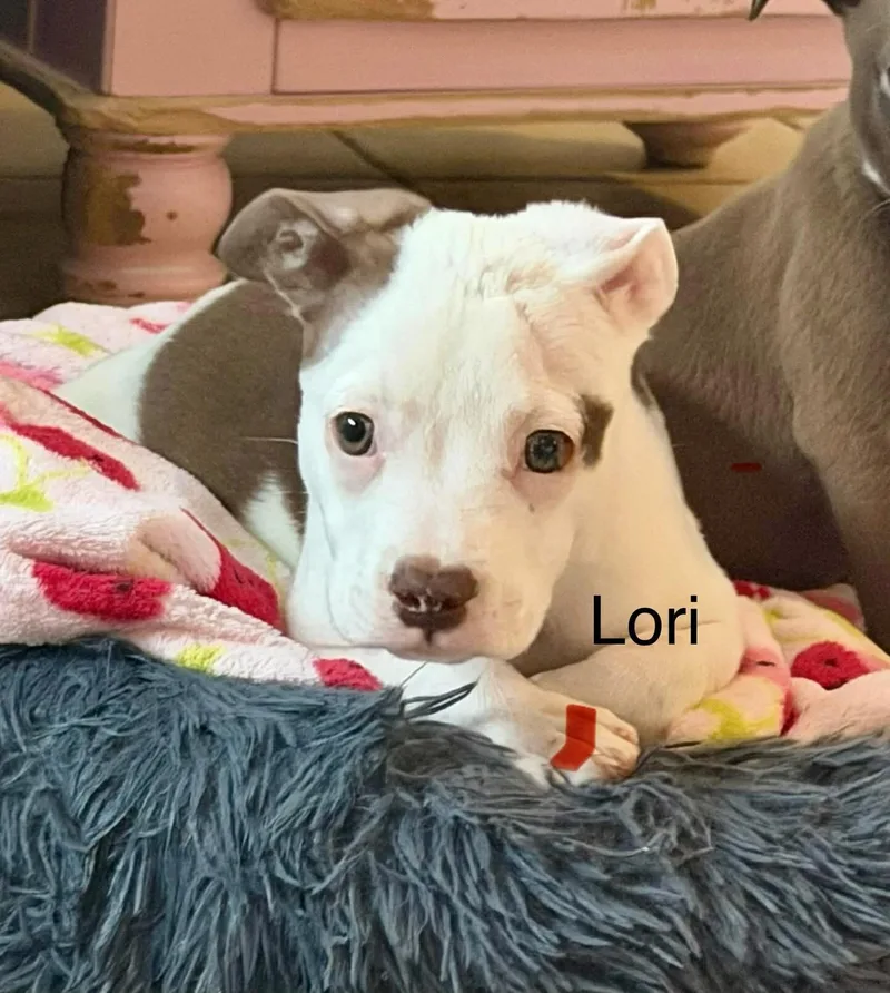 A baby medium-sized female Staffordshire Bull Terrier dog named Lorazapam for adoption in Phoenix, AZ