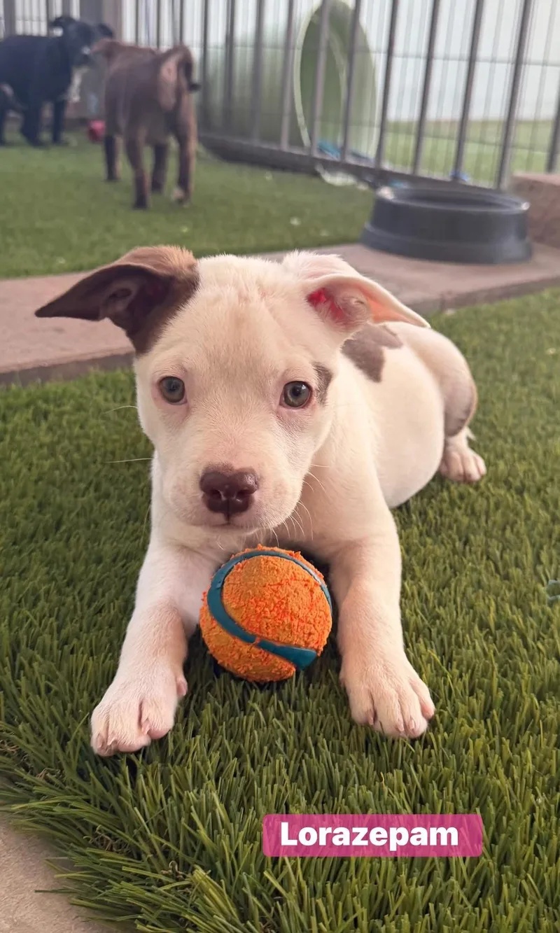 Lorazapam thumbnail 2