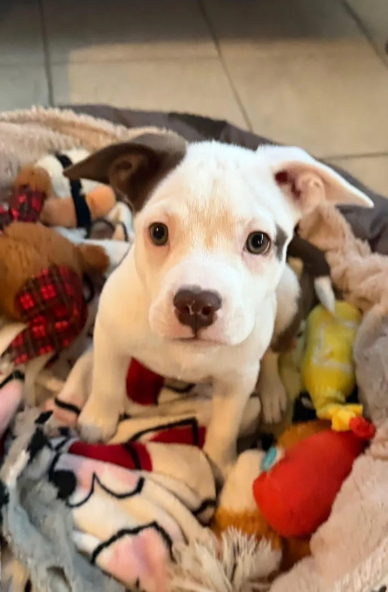 Lorazapam thumbnail 3