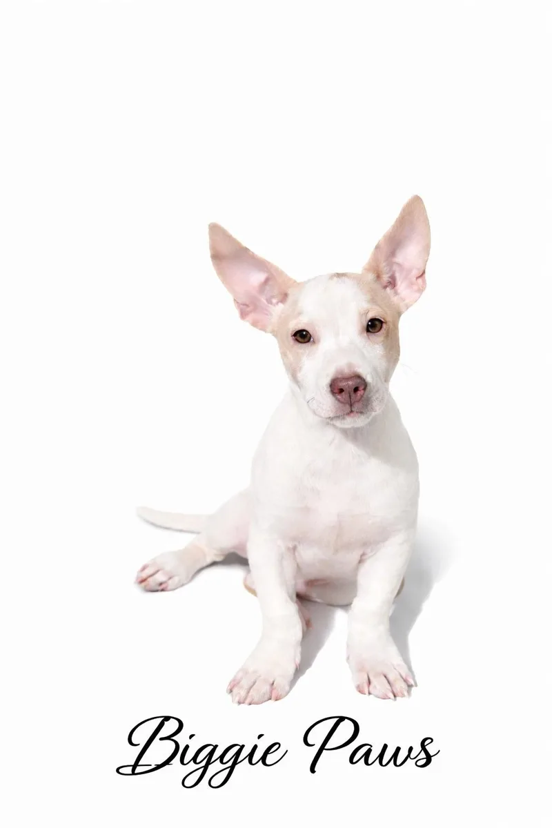 A baby medium-sized male Mixed Breed dog named Biggie Paws for adoption in SYLVANIA, GA