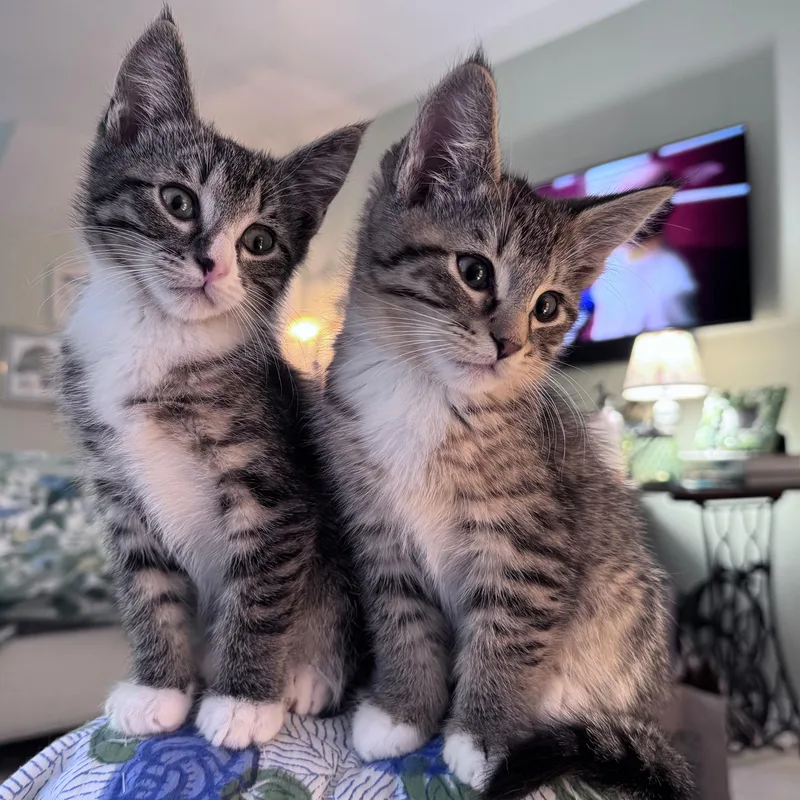 A baby medium-sized male Tabby (Gray / Blue / Silver) Domestic Short Hair cat named Shiitake for adoption in Wilsonville, OR
