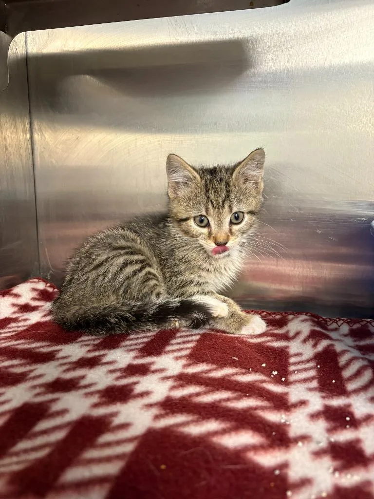 A baby small-sized male Domestic Short Hair cat named Griffin for adoption in New Kensington, PA