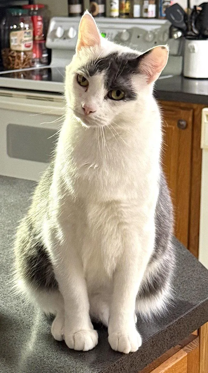 An adult large-sized male Gray & White Domestic Short Hair cat named Gus for adoption in Albemarle, NC