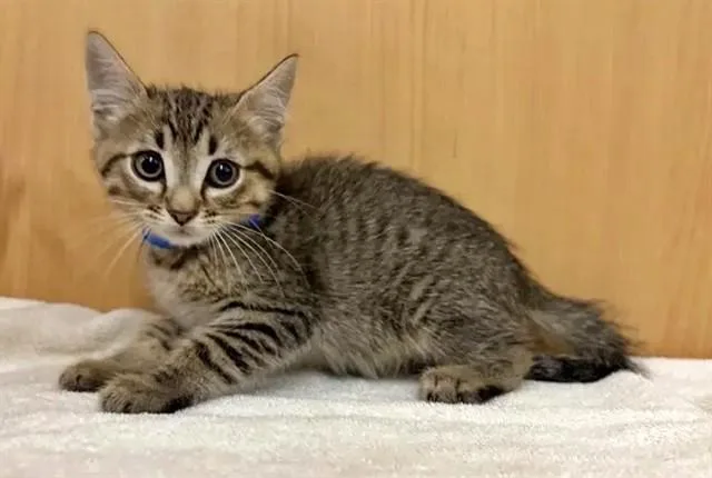 A baby small-sized male Domestic Short Hair cat named Vess for adoption in Saint Louis, MO