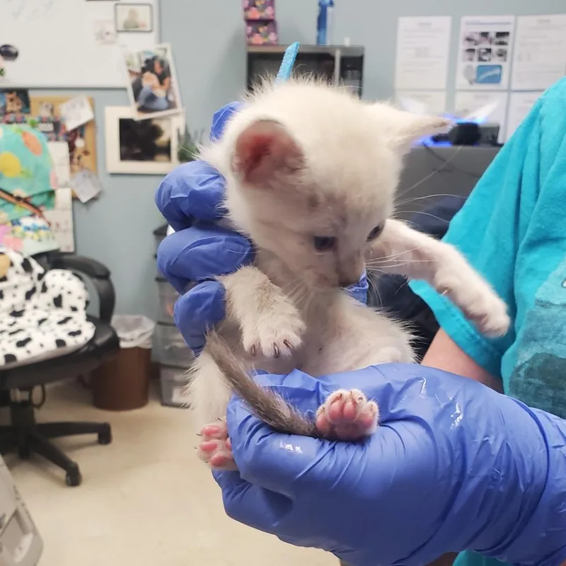 A baby small-sized male White Domestic Short Hair cat named Sasa for adoption in Milton, FL