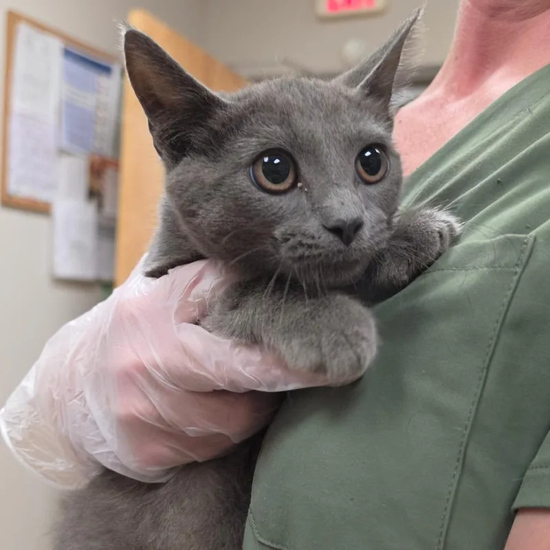 A baby small-sized female Gray / Blue / Silver Domestic Short Hair cat named Mulan U for adoption in Tupelo, MS