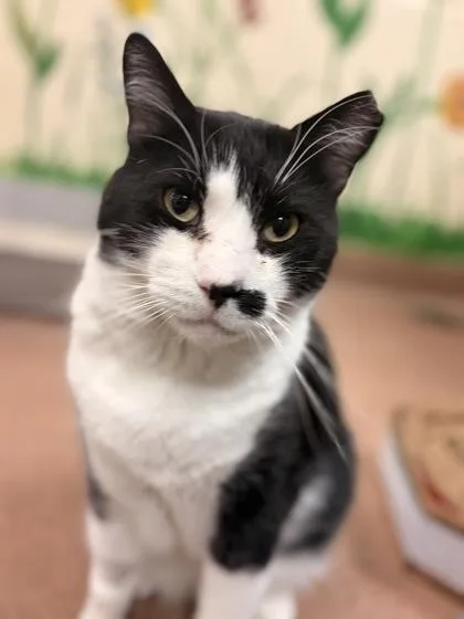 An adult large-sized male Domestic Short Hair cat named Teddy for adoption in Kalispell, MT